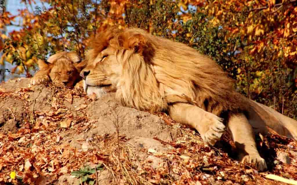 Это объясняет, почему такие крупные зоофаги, как львы, проводят большую часть своего времени в состоянии отдыха или сна